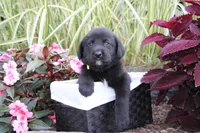 Alex , a male Labrador Retriever for sale in Owen, WI – 3 of 6