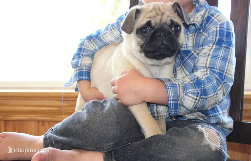 Max – Pug puppy for sale in Owen, WI