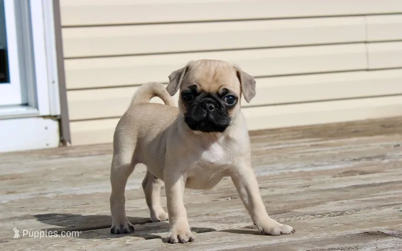 Max – Pug puppy for sale in Owen, WI