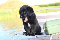 Charlie, a male Labrador Retriever for sale in Owen, WI – 3 of 10