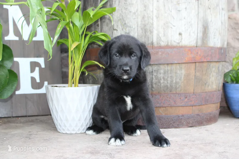 Bruce  – Labrador Retriever puppy for sale in Owen, WI