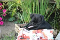 Owen, a male Pug for sale in Owen, WI – 2 of 8