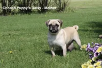 Ellie, a female Pug for sale in Owen, WI – 8 of 9