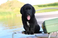 Charlie, a male Labrador Retriever for sale in Owen, WI – 4 of 10