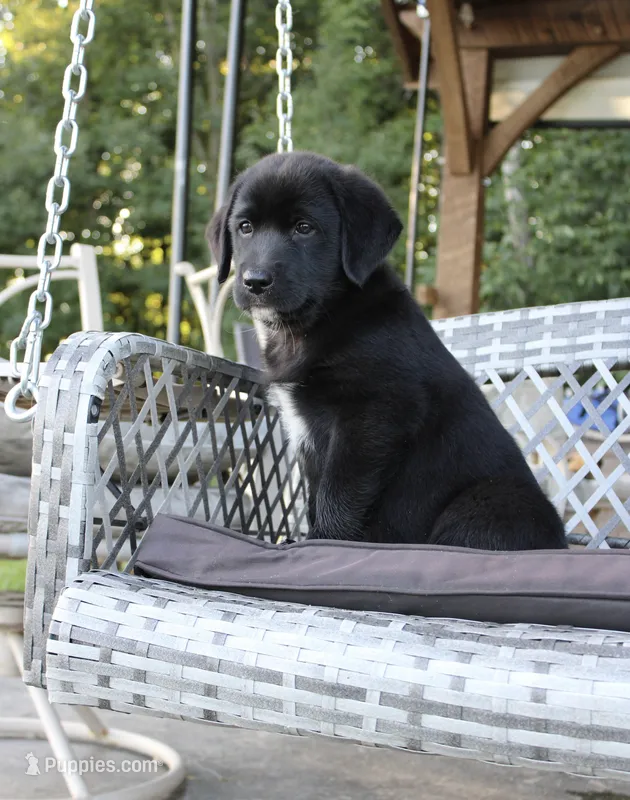 Violet – Labrador Retriever puppy for sale in Owen, WI