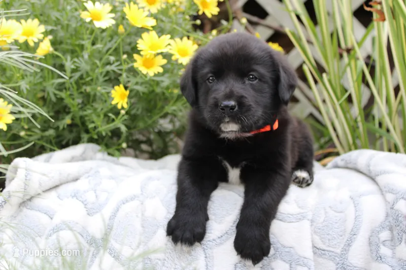 Charlie – Labrador Retriever puppy for sale in Owen, WI