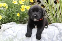 Charlie, a male Labrador Retriever for sale in Owen, WI – 1 of 6
