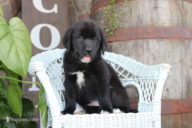 Violet – Labrador Retriever puppy for sale in Owen, WI