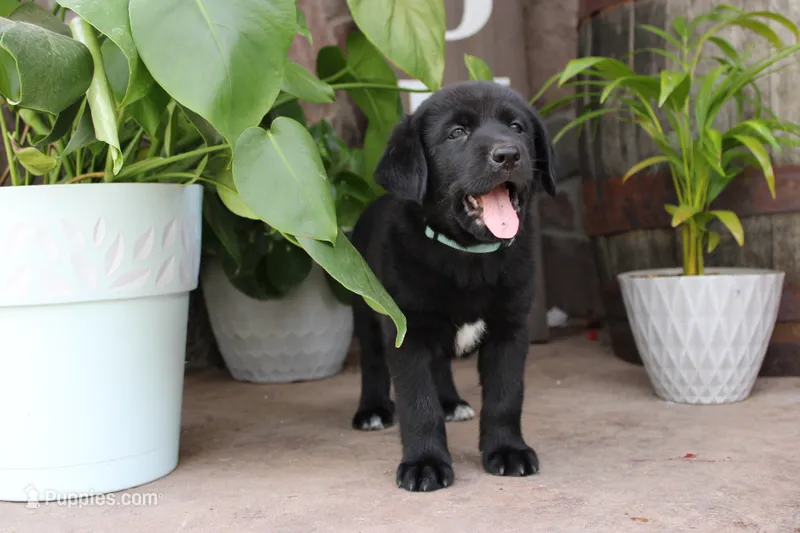 Chipper – Labrador Retriever puppy for sale in Owen, WI