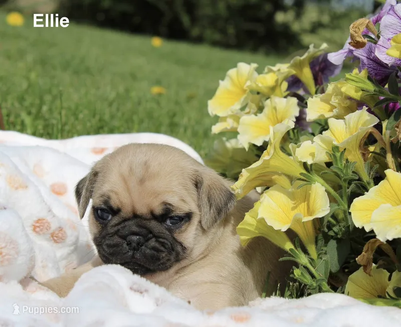 Ellie – Pug puppy for sale in Owen, WI