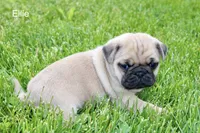 Ellie, a female Pug for sale in Owen, WI – 4 of 9