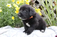 Charlie, a male Labrador Retriever for sale in Owen, WI – 4 of 6