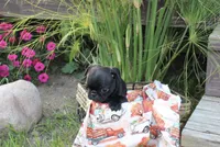 Owen, a male Pug for sale in Owen, WI – 3 of 8