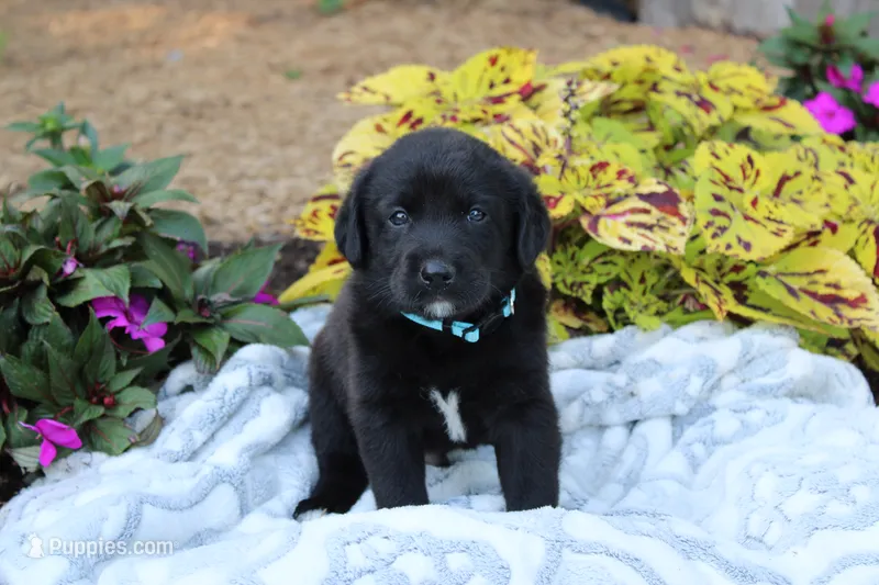 Bennie – Labrador Retriever puppy for sale in Owen, WI