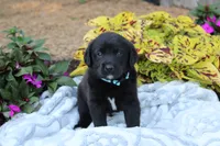 Bennie, a male Labrador Retriever for sale in Owen, WI – 1 of 4