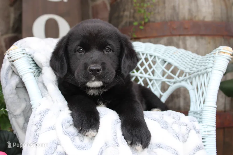 Charlie – Labrador Retriever puppy for sale in Owen, WI
