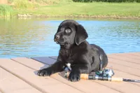 Bennie, a male Labrador Retriever for sale in Owen, WI – 2 of 10