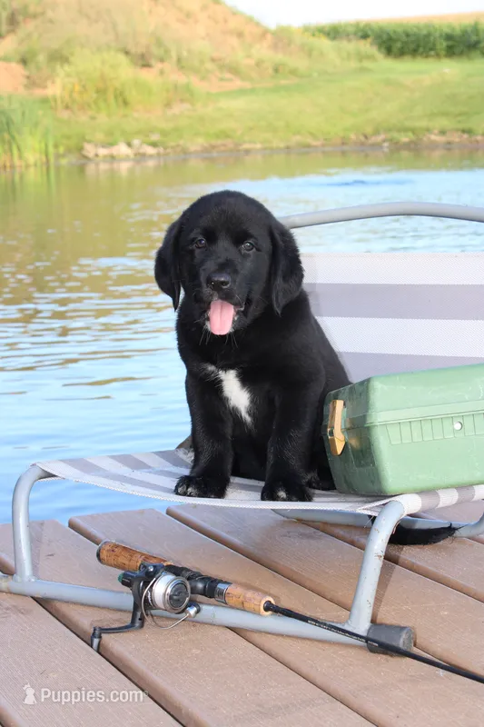 Charlie – Labrador Retriever puppy for sale in Owen, WI