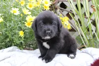 Charlie, a male Labrador Retriever for sale in Owen, WI – 3 of 6
