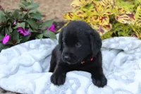Milo, a male Labrador Retriever for sale in Owen, WI – 2 of 6