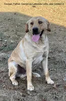 Bennie, a male Labrador Retriever for sale in Owen, WI – 9 of 10