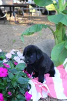 Chipper, a male Labrador Retriever for sale in Owen, WI – 4 of 6