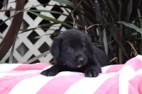 Jake, a male Labrador Retriever for sale in Owen, WI – 3 of 6
