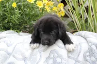Cooper, a male Labrador Retriever for sale in Owen, WI – 1 of 6