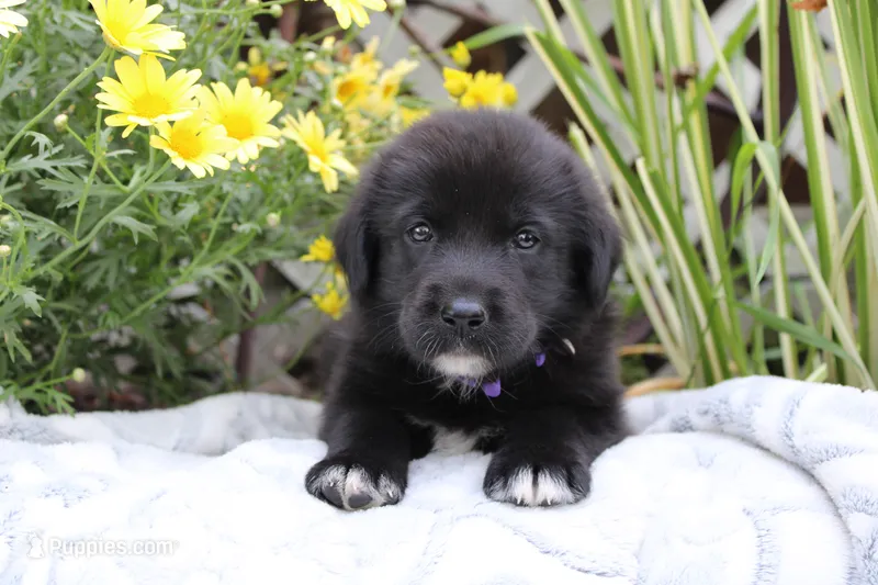 Violet – Labrador Retriever puppy for sale in Owen, WI