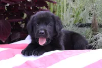 Jake, a male Labrador Retriever for sale in Owen, WI – 2 of 6
