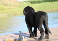 Bennie, a male Labrador Retriever for sale in Owen, WI – 4 of 10