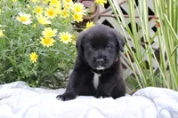 Charlie, a male Labrador Retriever for sale in Owen, WI – 2 of 6