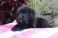 Jake, a male Labrador Retriever for sale in Owen, WI – 4 of 6