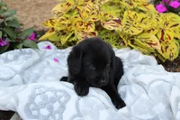 Milo, a male Labrador Retriever for sale in Owen, WI – 3 of 6
