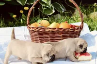 Ellie, a female Pug for sale in Owen, WI – 2 of 9