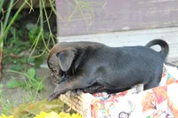 Owen, a male Pug for sale in Owen, WI – 1 of 8