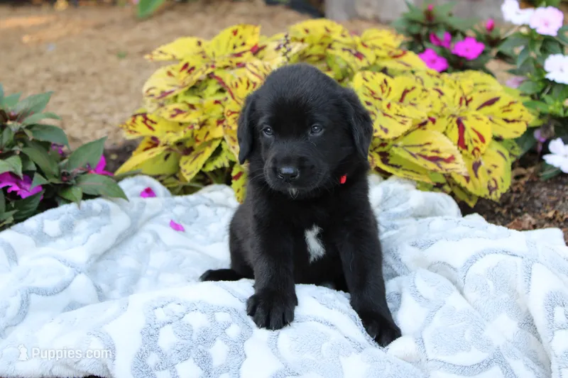 Milo – Labrador Retriever puppy for sale in Owen, WI