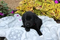 Milo, a male Labrador Retriever for sale in Owen, WI – 4 of 6