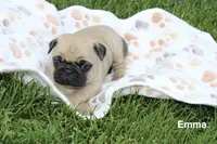 Emma, a female Pug for sale in Owen, WI – 3 of 9