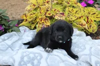 Bennie, a male Labrador Retriever for sale in Owen, WI – 2 of 4