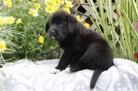 Cooper, a male Labrador Retriever for sale in Owen, WI – 4 of 6