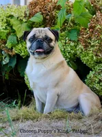 Owen, a male Pug for sale in Owen, WI – 6 of 8