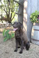 Charlie, a male Labrador Retriever for sale in Owen, WI – 5 of 6