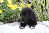 Violet, a female Labrador Retriever for sale in Owen, WI – 3 of 6