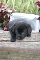 Alex , a male Labrador Retriever for sale in Owen, WI – 2 of 6