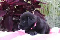 Rosey, a female Labrador Retriever for sale in Owen, WI – 3 of 6