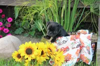 Owen, a male Pug for sale in Owen, WI – 4 of 8
