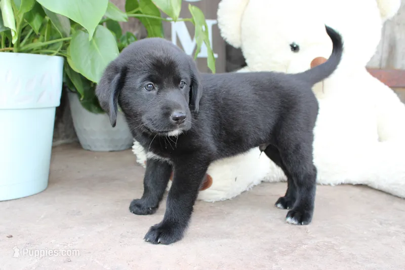 Alex  – Labrador Retriever puppy for sale in Owen, WI