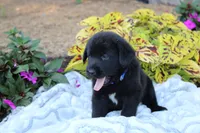 Bruce , a male Labrador Retriever for sale in Owen, WI – 2 of 4