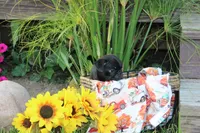 Owen, a male Pug for sale in Owen, WI – 8 of 8